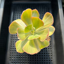 Echeveria 'Enfant' Variegated AKA 'Angpang' 2"-3" Succulent Plant