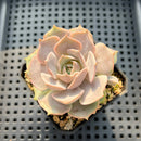 Echeveria 'Top Pink' 1" Succulent Plant