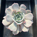 Echeveria sp. 4" Powdery Succulent Plant
