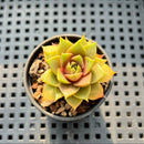 Echeveria 'Mysterious Rose' 1"-2” Succulent Plant