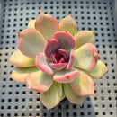 Echeveria 'Dark Chocolate' 2" Succulent Plant
