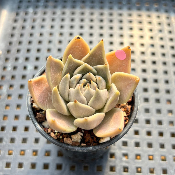 tasha succulent Echeveria Tobarensis 2
