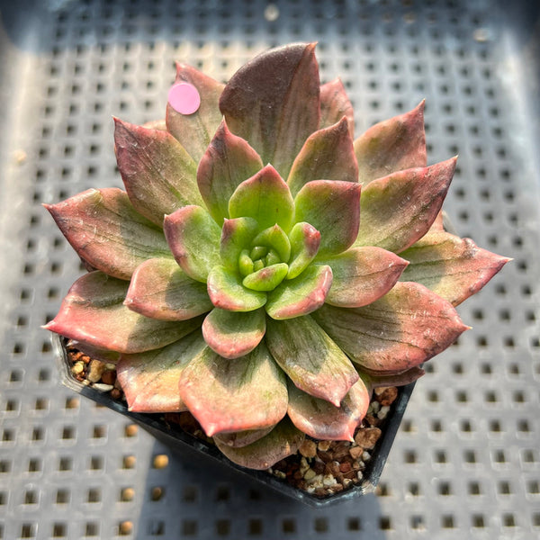 silver prince succulent Echeveria 'Silver Prince' Variegated 2"-3" Succulent Plant