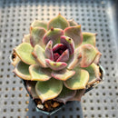 Echeveria 'Dark Chocolate' 3" Succulent Plant
