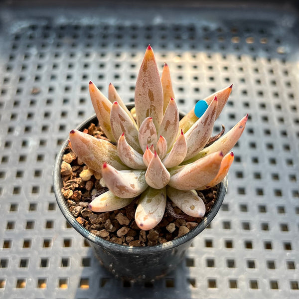 unguiculata succulent Echeveria Unguiculata 1