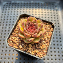 Echeveria 'Cindy' 2” Succulent Plant