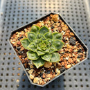 Echeveria Longissima Carunculated (Compact Form) 1” Succulent Plant