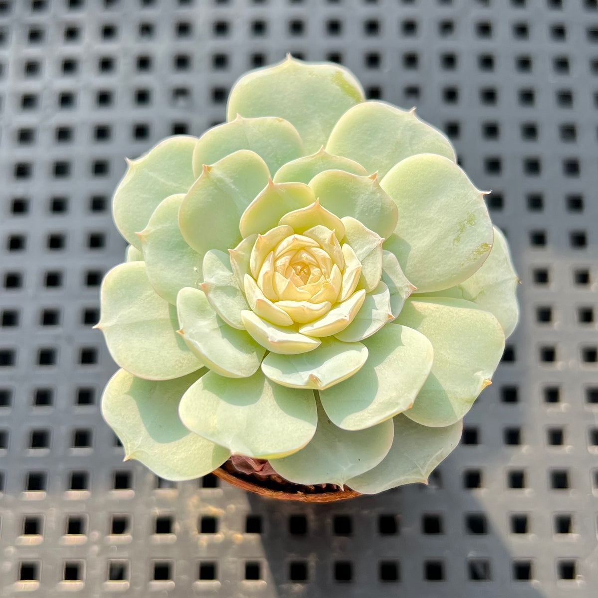 Echeveria sp. Jelly Type 2" Succulent Plant (Potted)