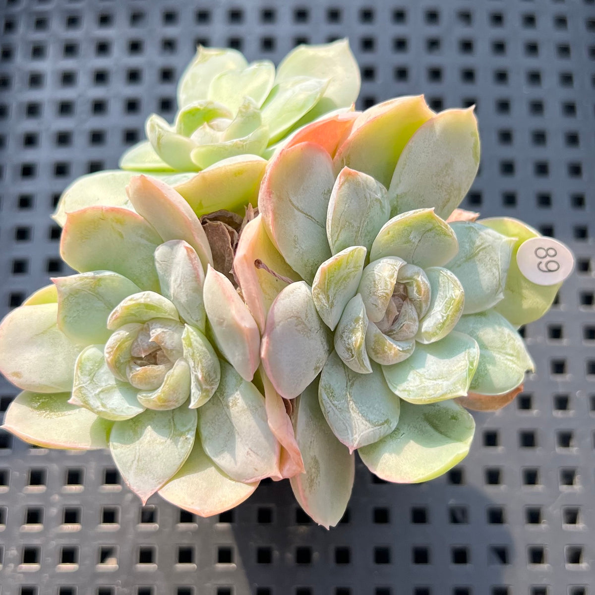 Echeveria sp. Cluster Jelly Type 2"-3" Succulent Plant (Potted)