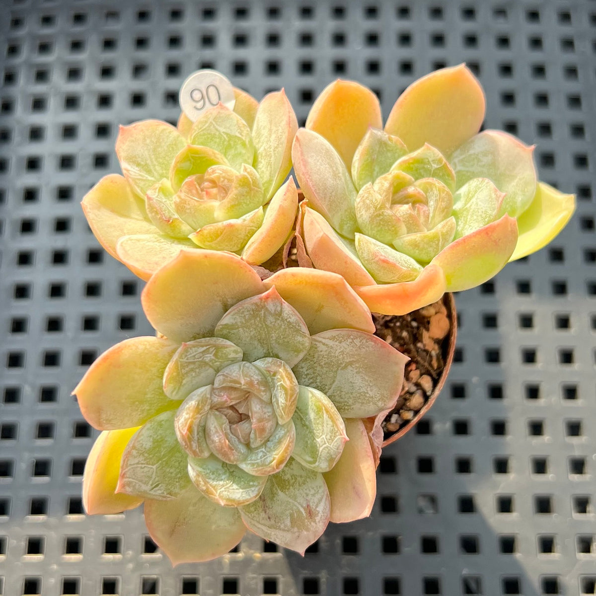 Echeveria sp. Cluster Jelly Type 2"-3" Succulent Plant (Potted)