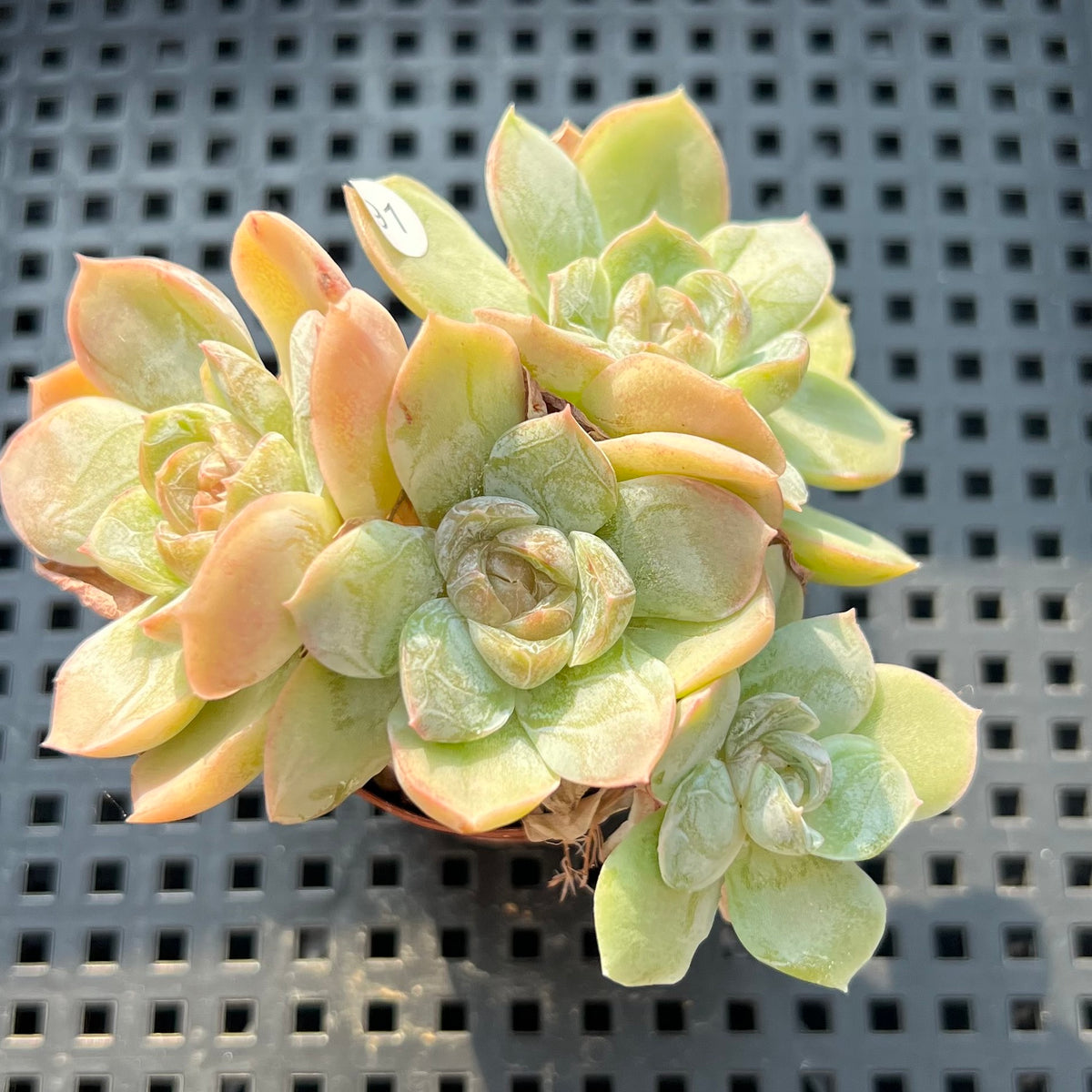 Echeveria sp. Cluster Jelly Type 2"-3" Succulent Plant (Potted)