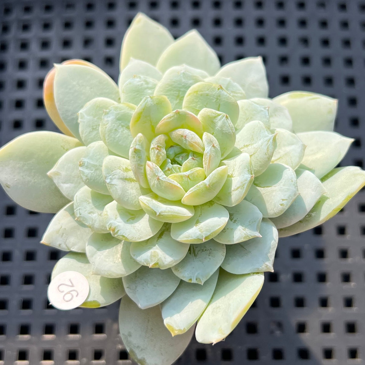 Echeveria sp. Jelly Type 2" Succulent Plant (Potted)