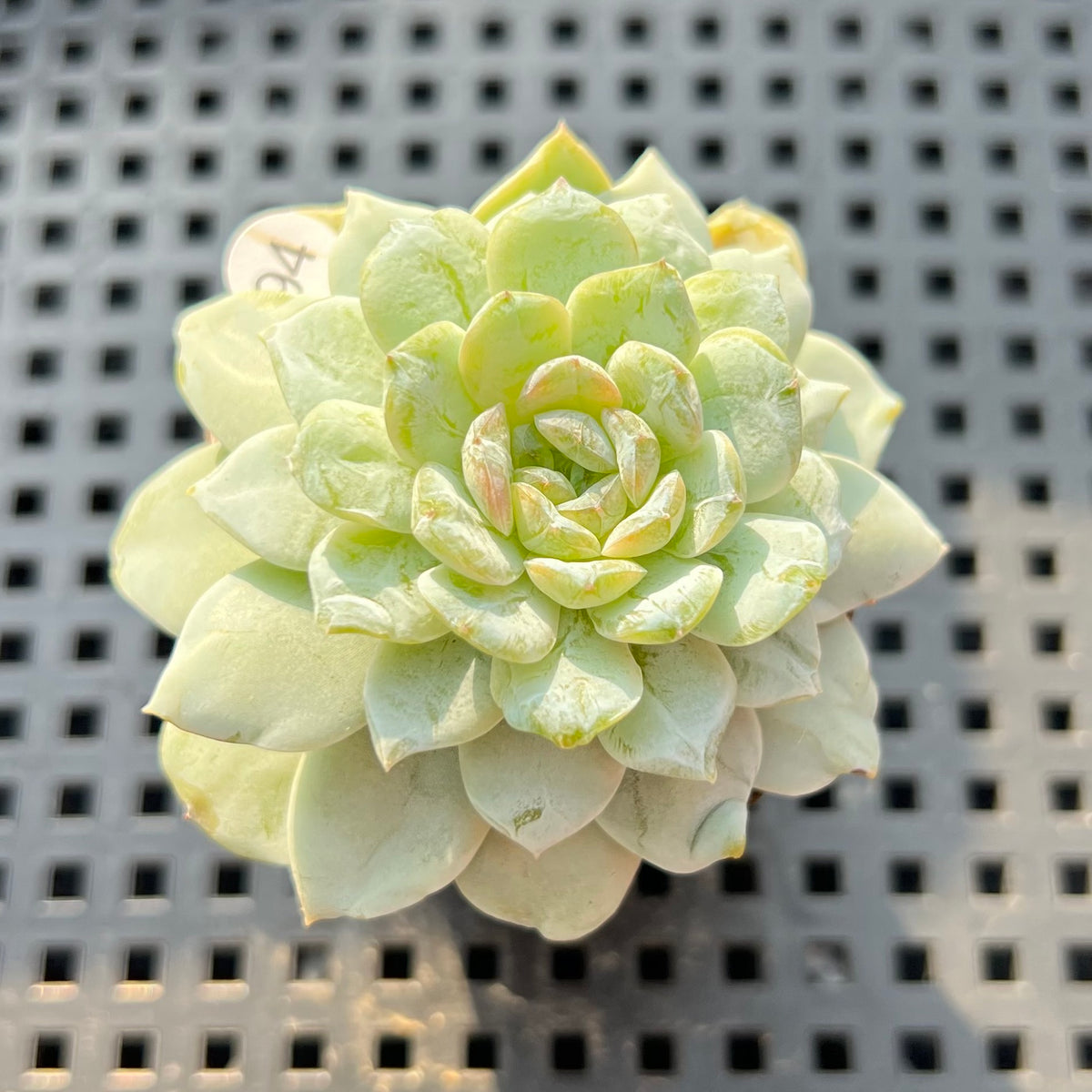Echeveria sp. Jelly Type 2" Succulent Plant (Potted)