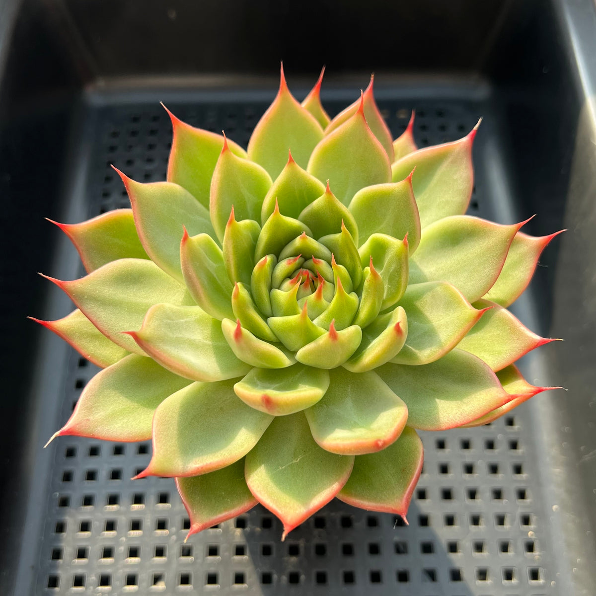 Echeveria 'Toscanelli' 3"-4" Large Succulent Plant (Potted)