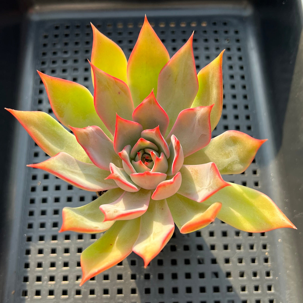 Echeveria 'Bouquet' 2"-3" Succulent Plant (Potted)
