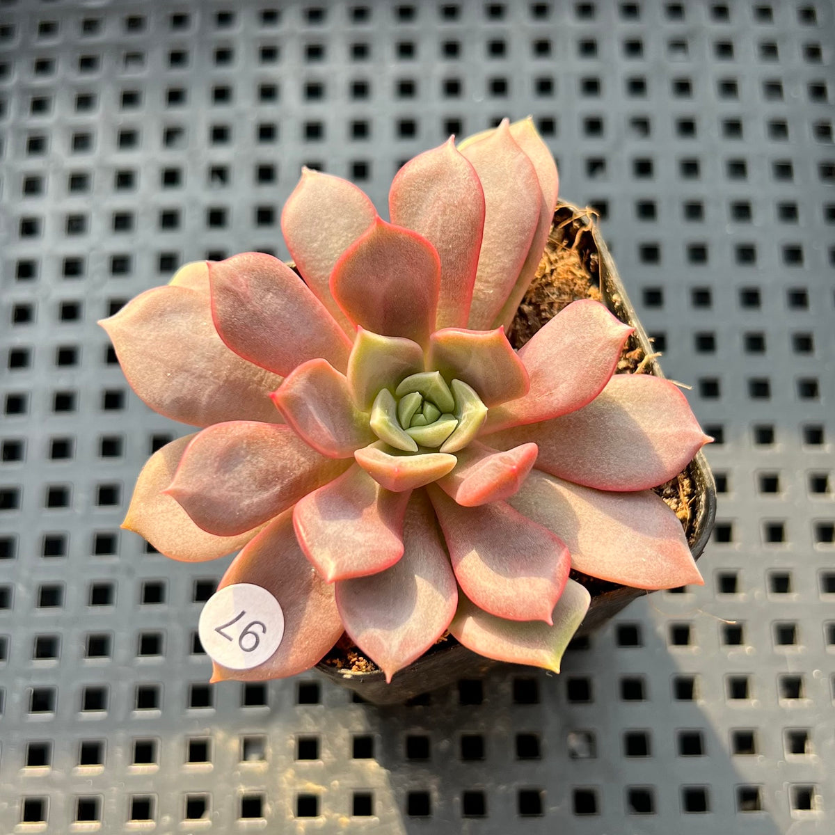 Echeveria 'Vasilisa' 2" Succulent Plant (Potted)