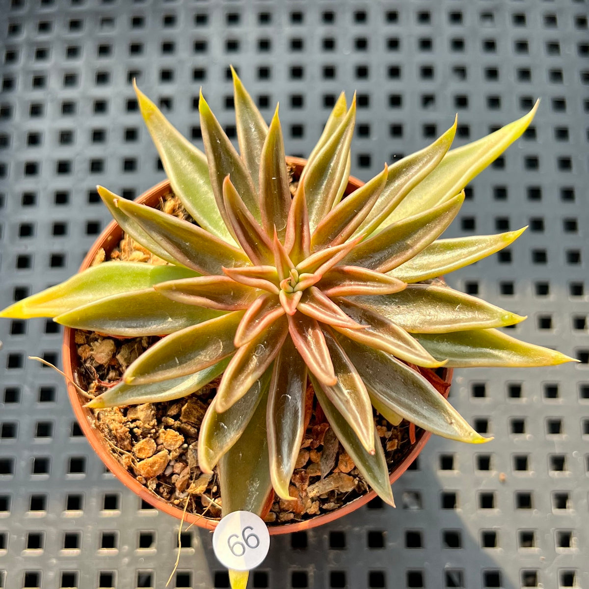 Echeveria Lutea 2"-3" (100% Grown In House) Succulent Plant (Potted)