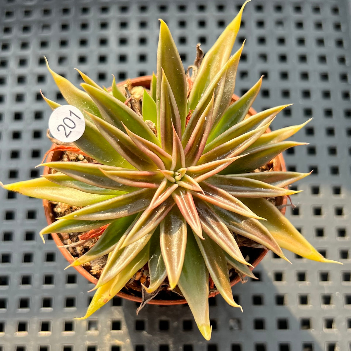 Echeveria Lutea 2"-3" (100% Grown In House) Succulent Plant (Potted)