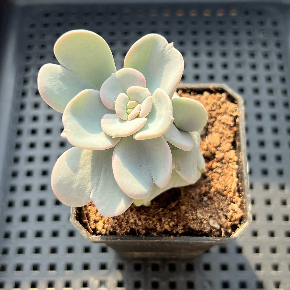 Echeveria 'Heart Song' 2" Succulent Plant (Potted)