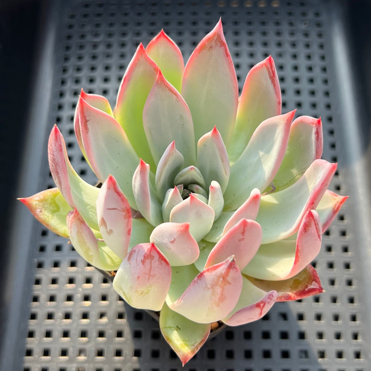 Echeveria Colorata Var. Brandtii. 3"-4" Succulent Plant (Potted)