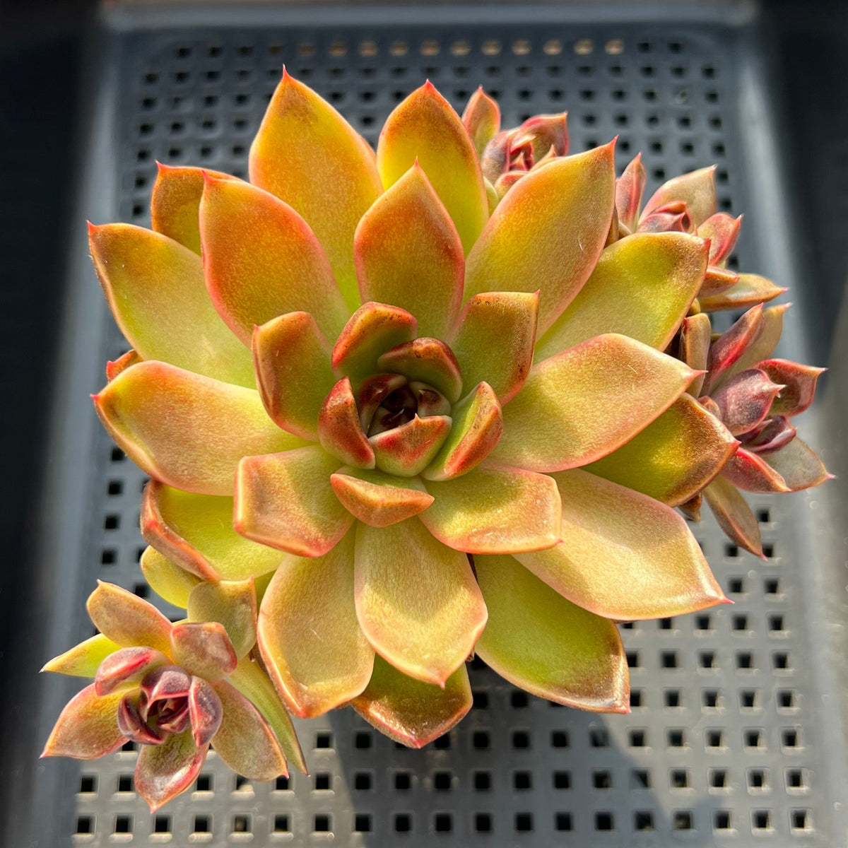 Echeveria 'Fushike' 3" Succulent Plant (Potted)