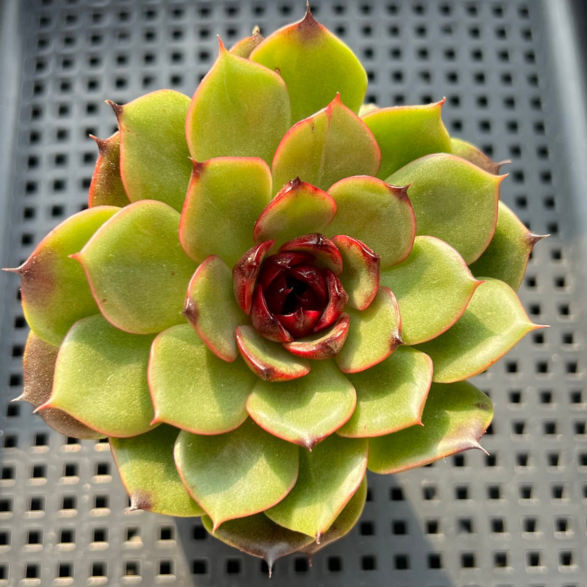 Echeveria Agavoides 'Eclipse' 3" (100% Grown In House) Succulent Plant (Potted)