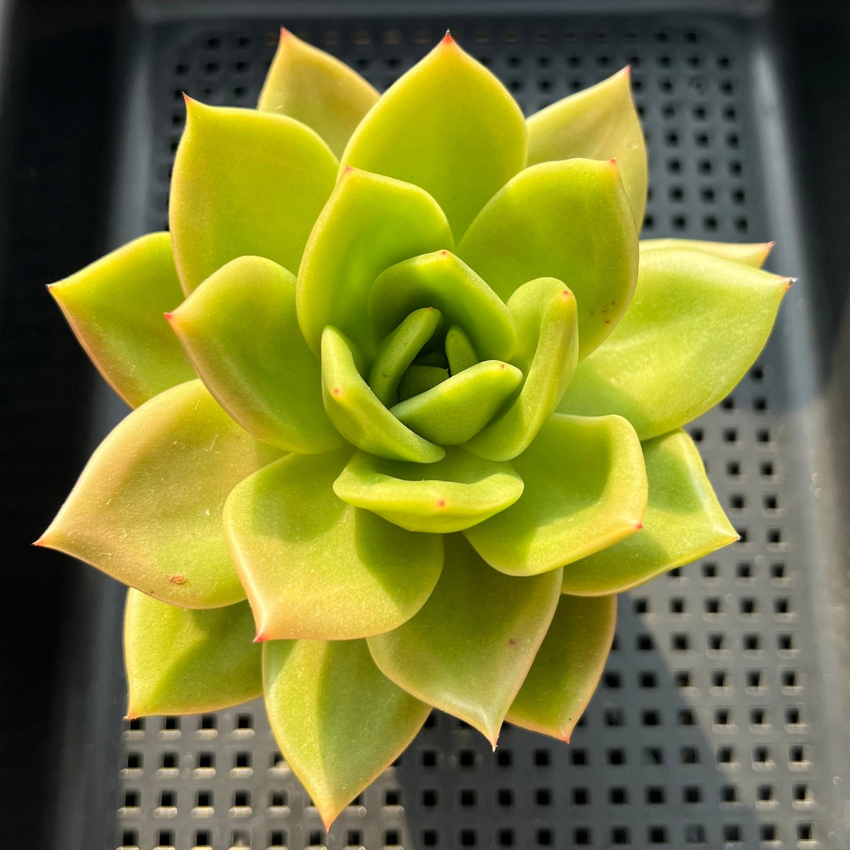 Echeveria 'Jupiter' 3"-4" Succulent Plant (Potted)