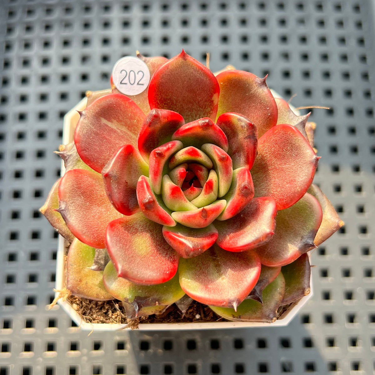 Echeveria sp. 2"-3" Succulent Plant (Potted)