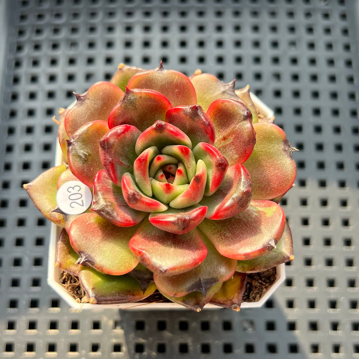 Echeveria sp. 2"-3" Succulent Plant (Potted)