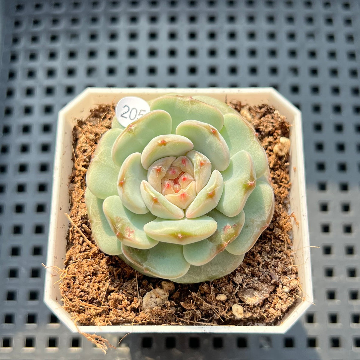 Echeveria 'Candle' 1"-2" Succulent Plant (Potted)