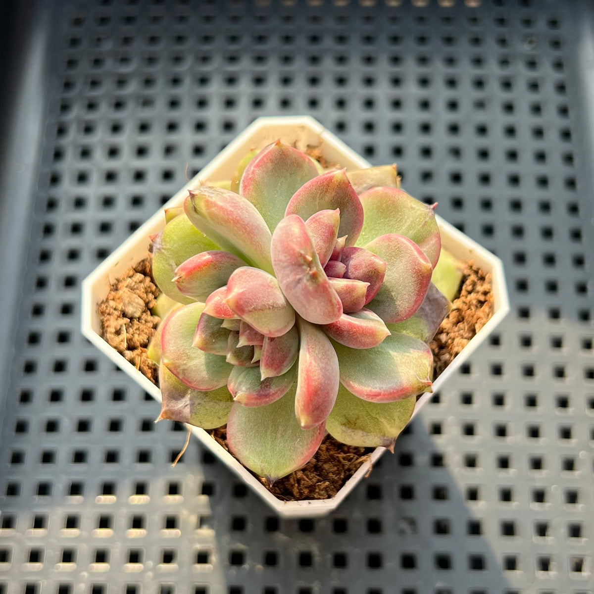 Echeveria 'Stonehenge' 2" (Hybrid by Brotherly Farm) Succulent Plant (Potted)