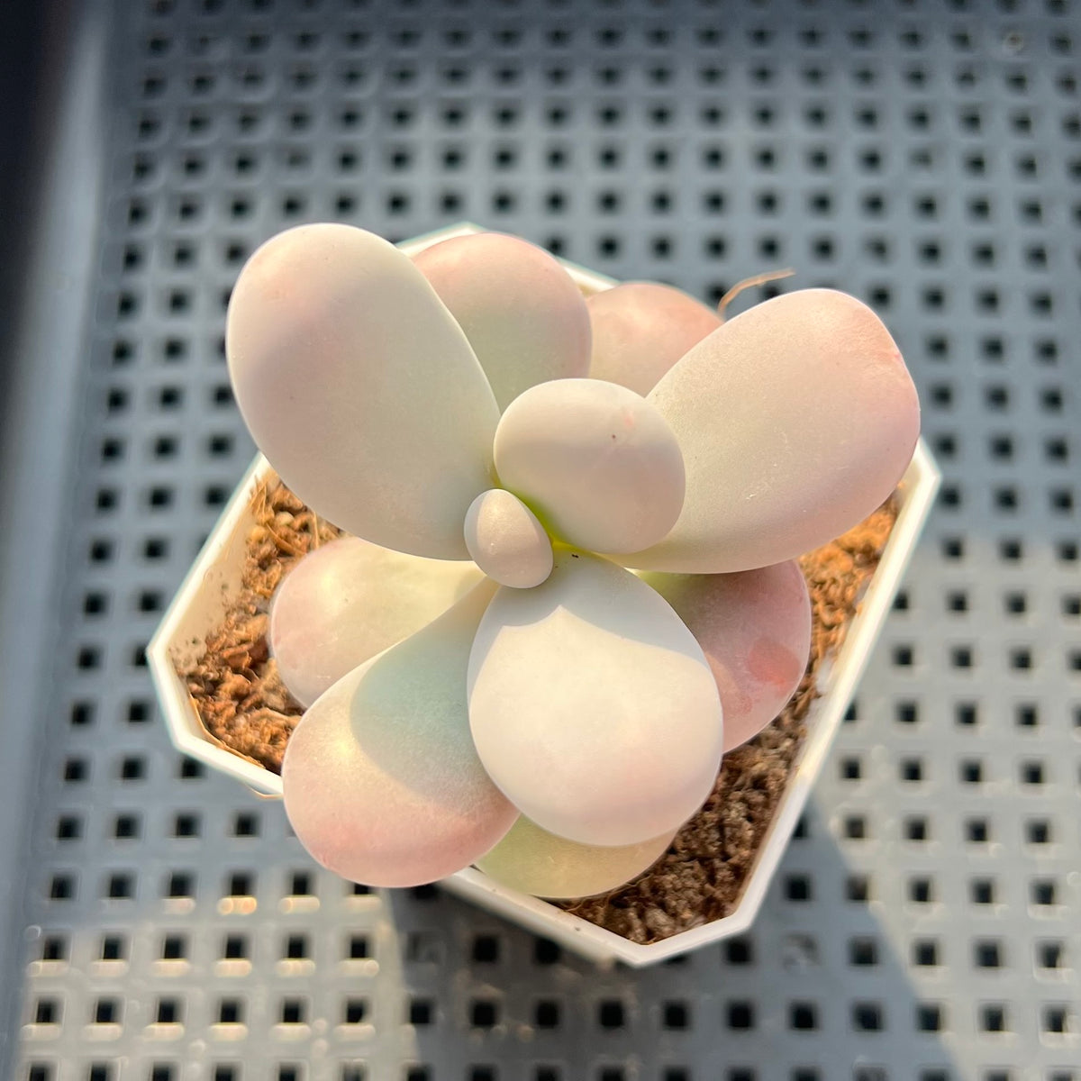 Graptopetalum 'Kupumiin' 2" Succulent Plant (Potted)
