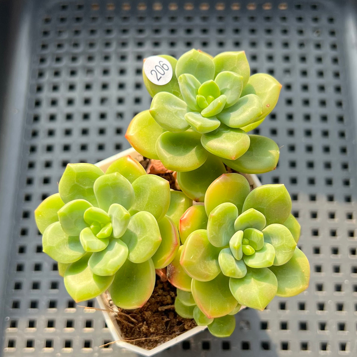 Pachyphytum 'Peridot' 3" Succulent Plant (Potted)