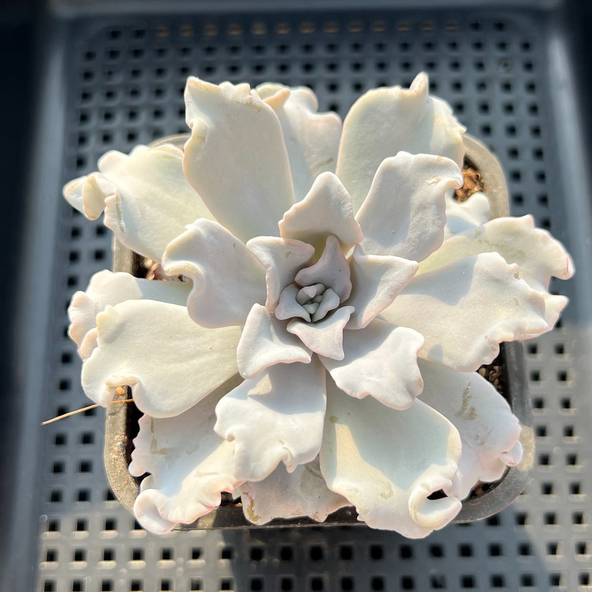Echeveria Lilacina 'Crispate Beauty' 4" Succulent Plant (Potted)