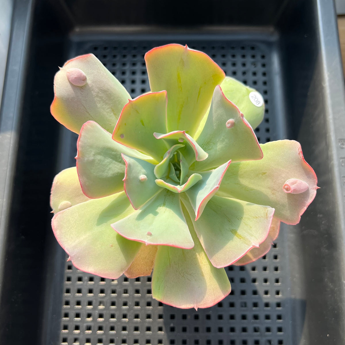 Echeveria 'Garden Bungalow' 3"-4" Succulent Plant (Potted)
