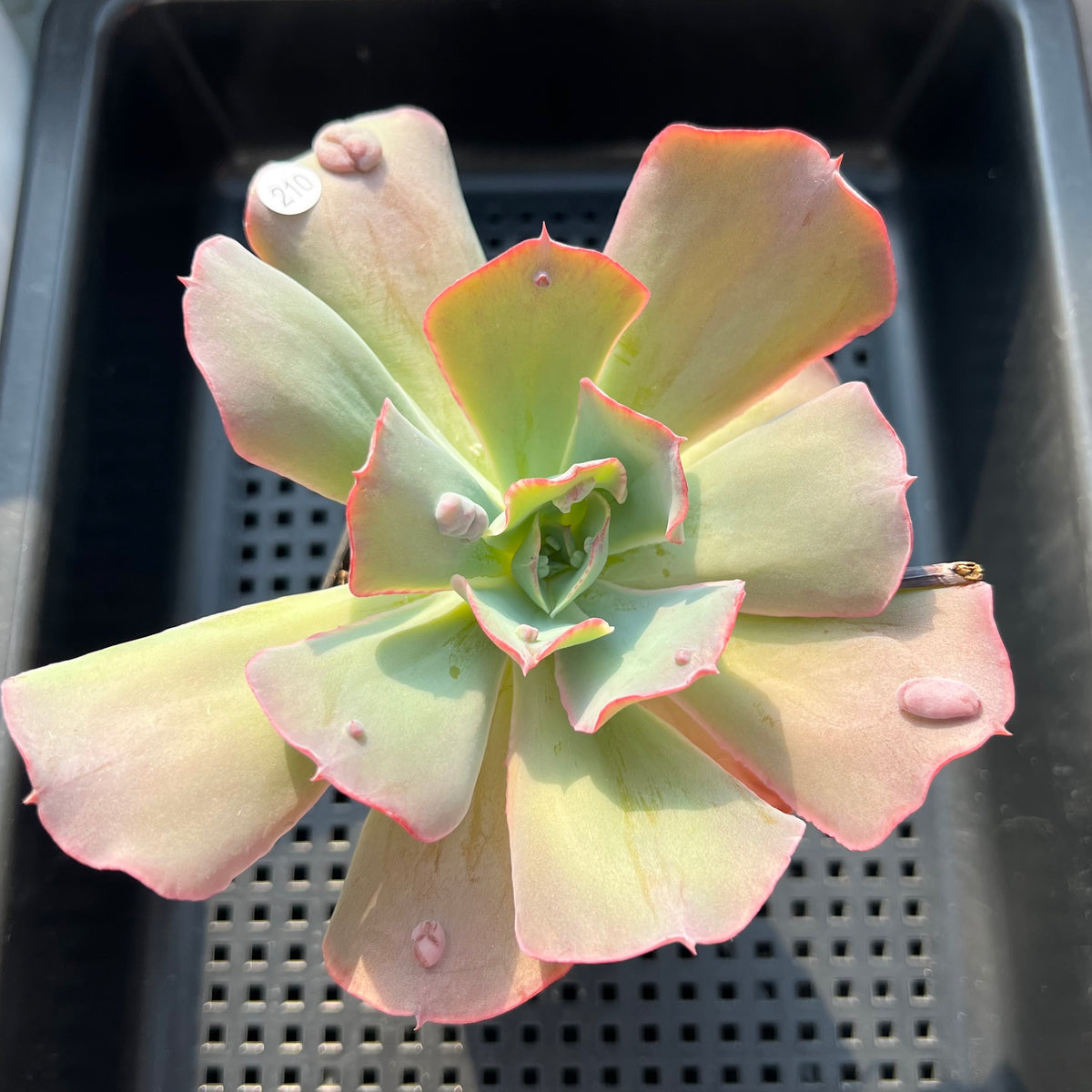 Echeveria 'Garden Bungalow' 3"-4" Succulent Plant (Potted)