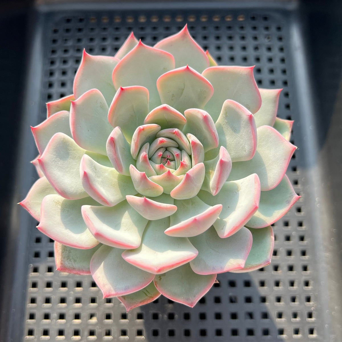 Echeveria 'Keralean' 3" Succulent Plant (Potted)