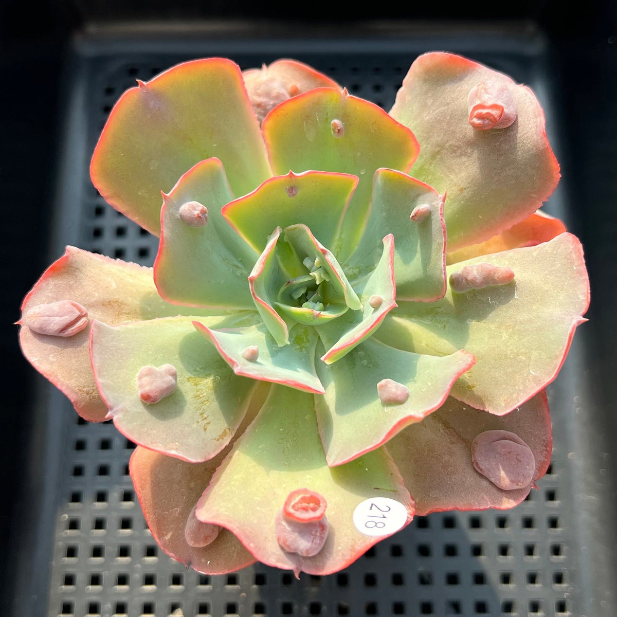 Echeveria 'Garden Bungalow' 3"-4" Succulent Plant (Potted)
