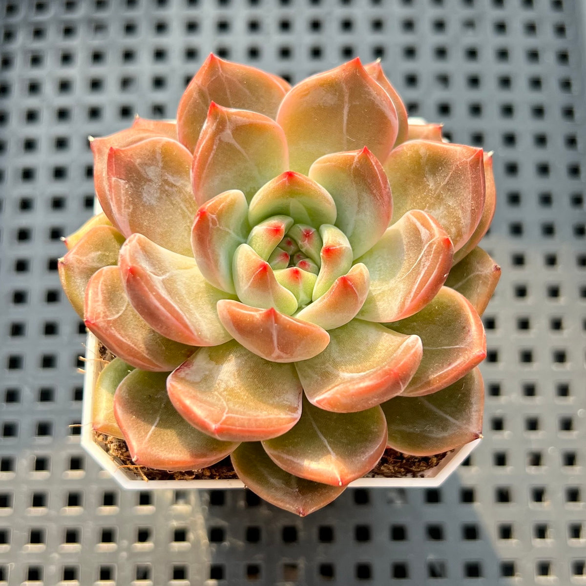 Echeveria 'Eos' 2"-3" Succulent Plant (Potted)