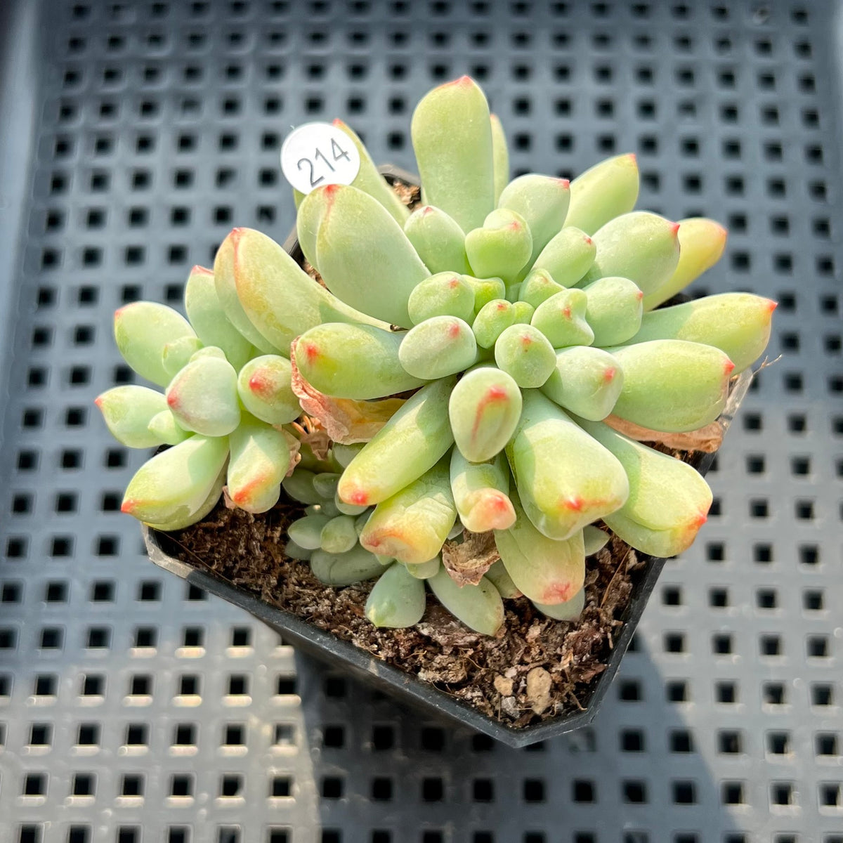 Echeveria 'Heart Ball' 2" Succulent Plant (Potted)