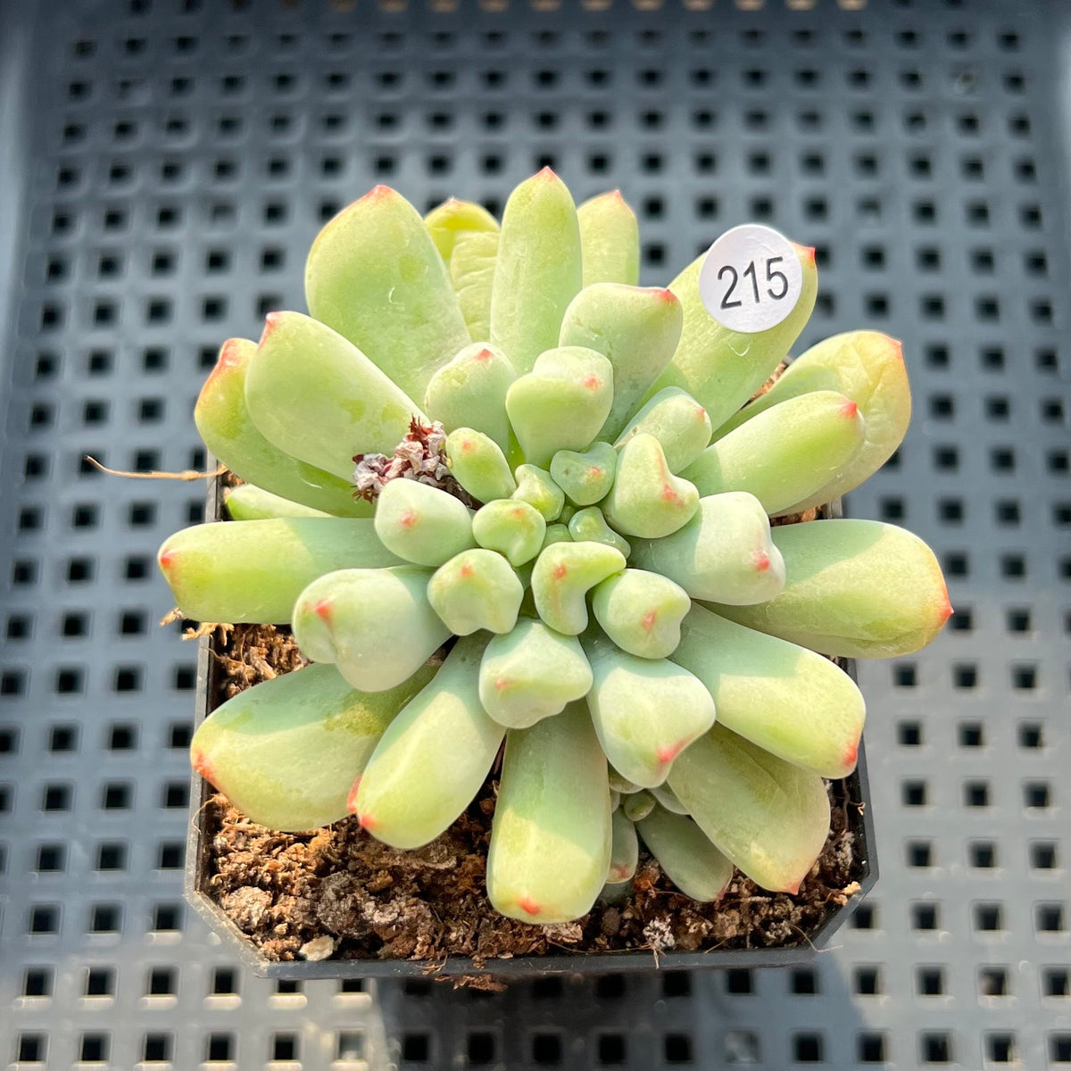 Echeveria 'Heart Ball' 2" Succulent Plant (Potted)
