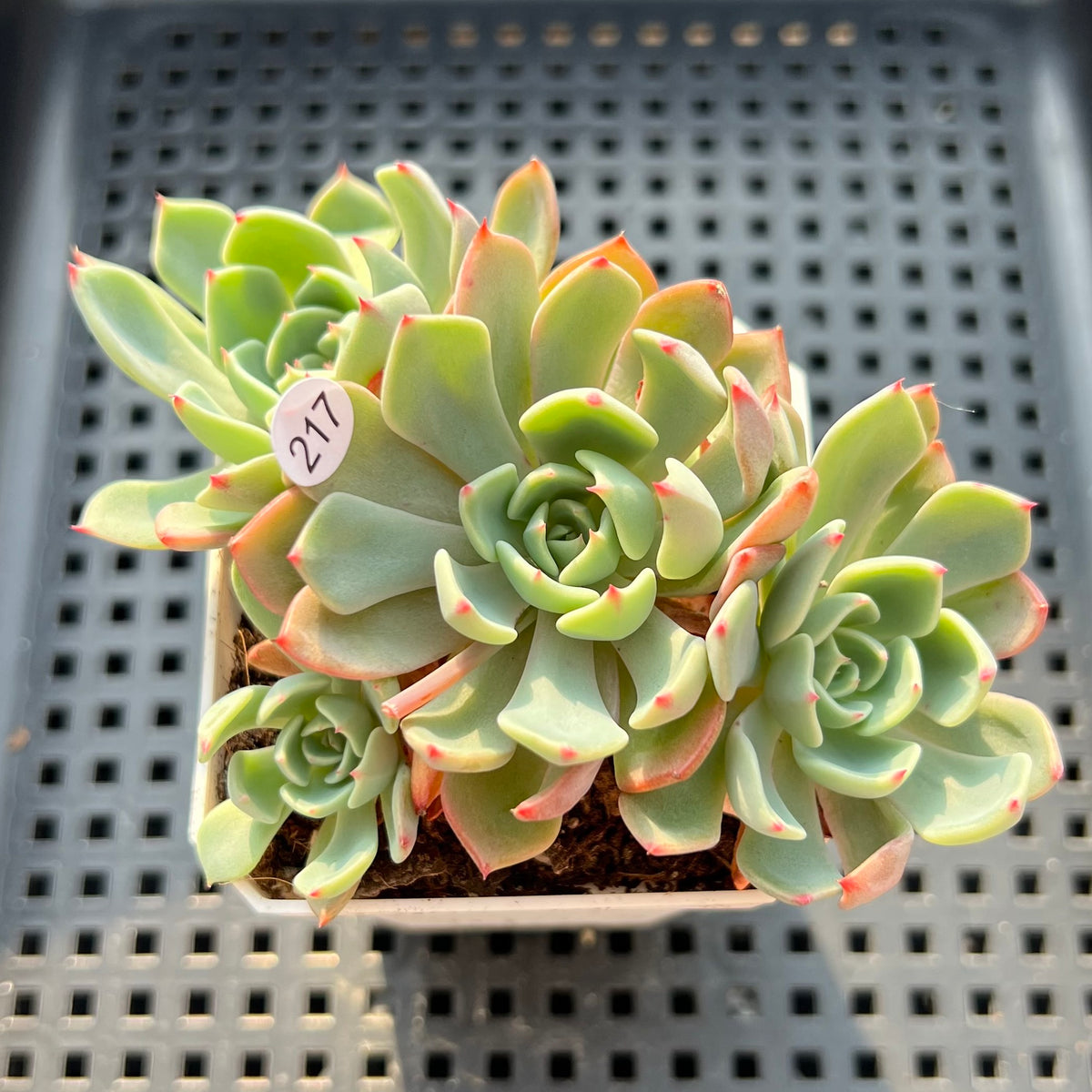 Echeveria 'Nanahukumini' 2"-3" Succulent Plant (Potted)