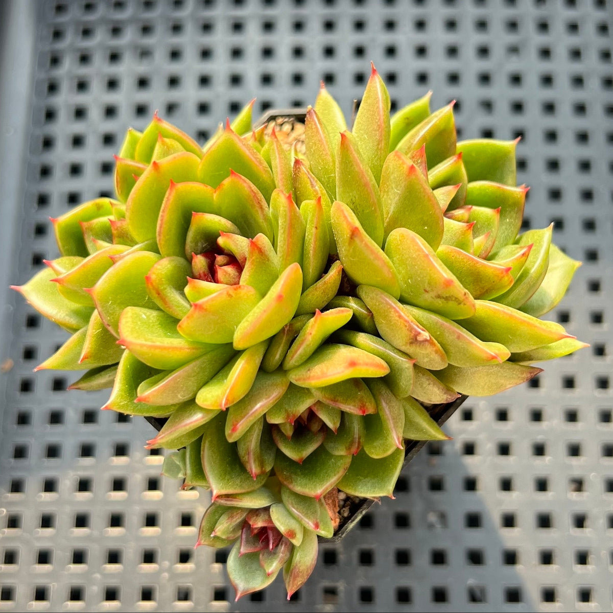 Echeveria 'Magic Coco' 2" Cluster Succulent Plant (Potted)