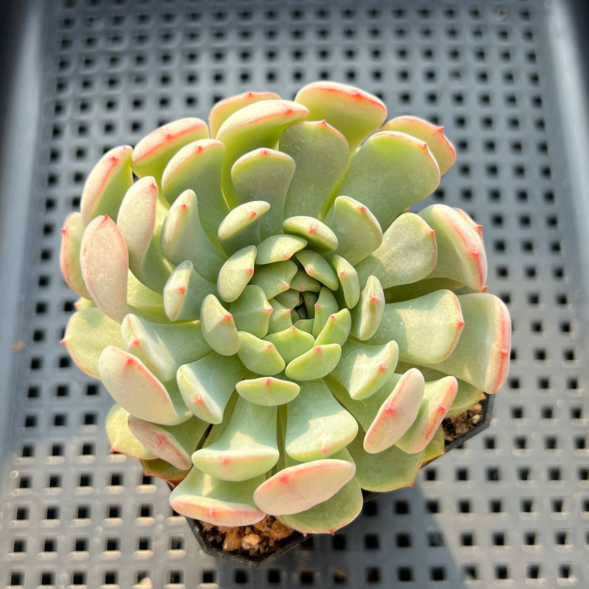 Echeveria 'Geumjak' 2"-3" Succulent Plant (Potted)