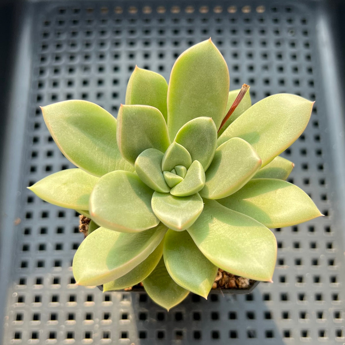 Echeveria 'Don't Forget the Plum Blossom' 2" Succulent Plant (Potted)