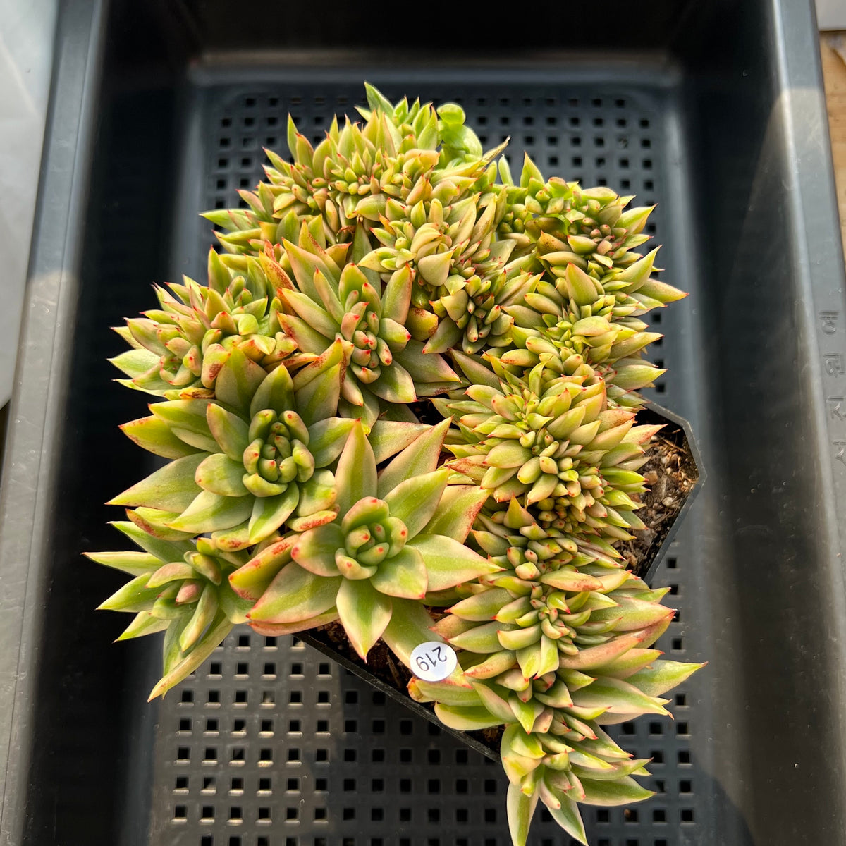 Echeveria Agavoides 'Elkhorn' Variegated Crested 4"-5" Succulent Plant (Potted)