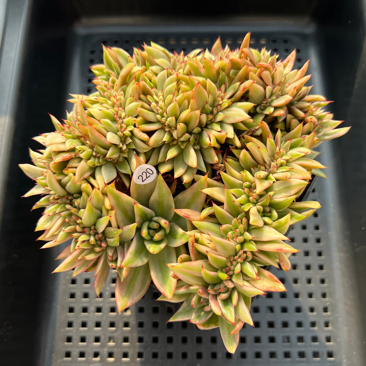 Echeveria Agavoides 'Elkhorn' Variegated Crested 4"-5" Succulent Plant (Potted)