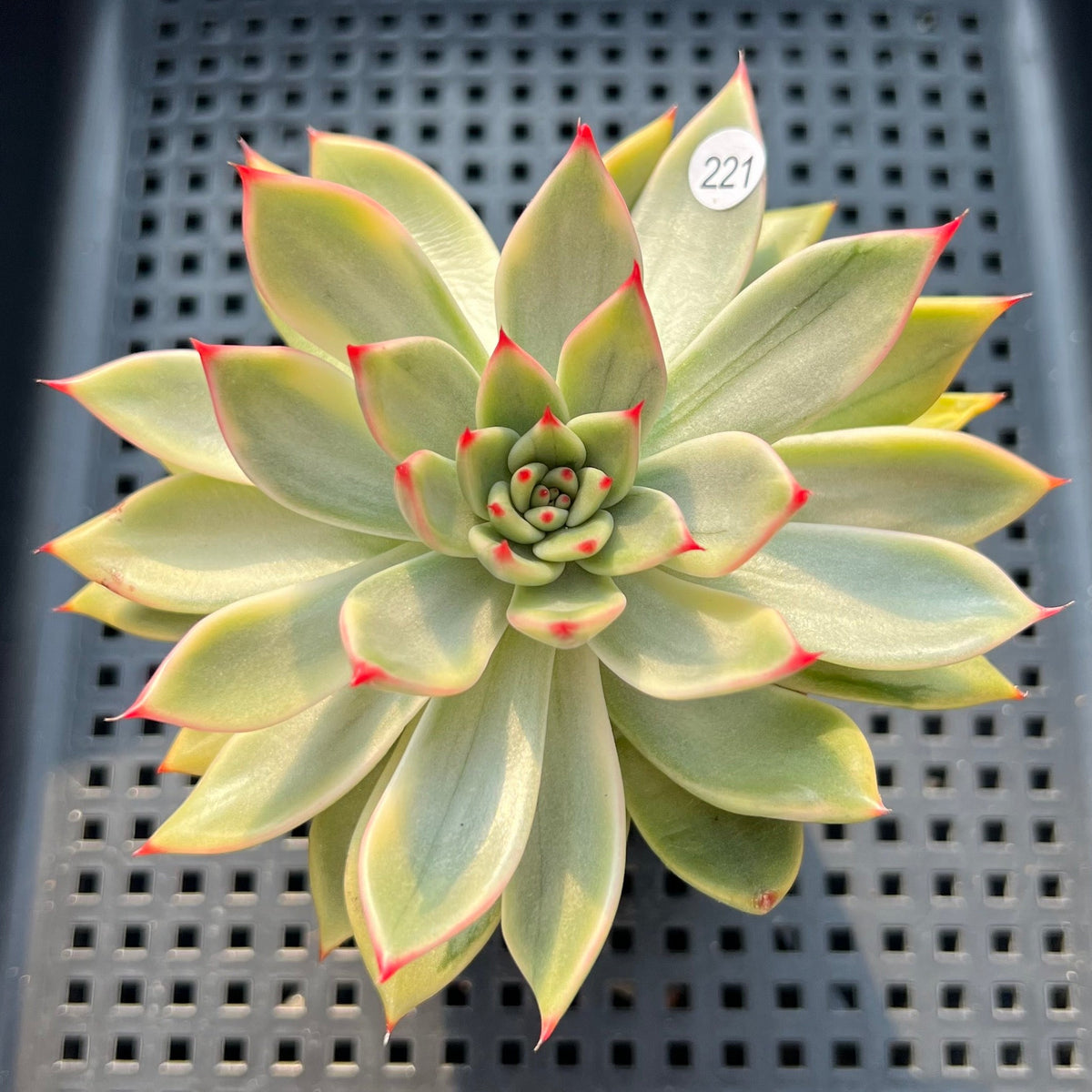 Echeveria Agavoides 'Peach Blossom' Variegated 2"-3" Succulent Plant (Potted)