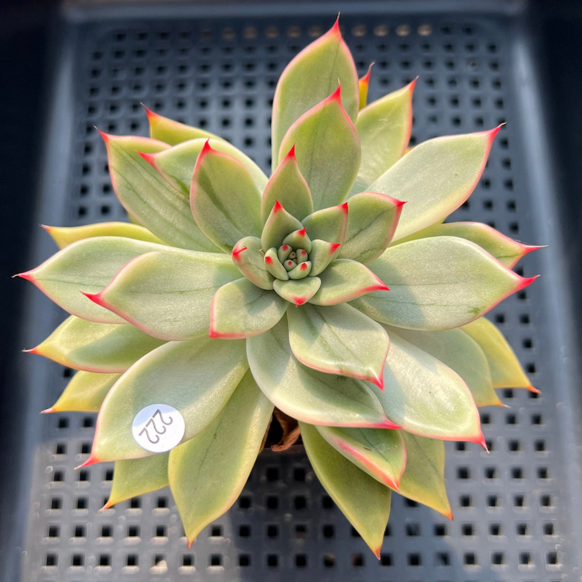 Echeveria Agavoides 'Peach Blossom' Variegated 2"-3" Succulent Plant (Potted)