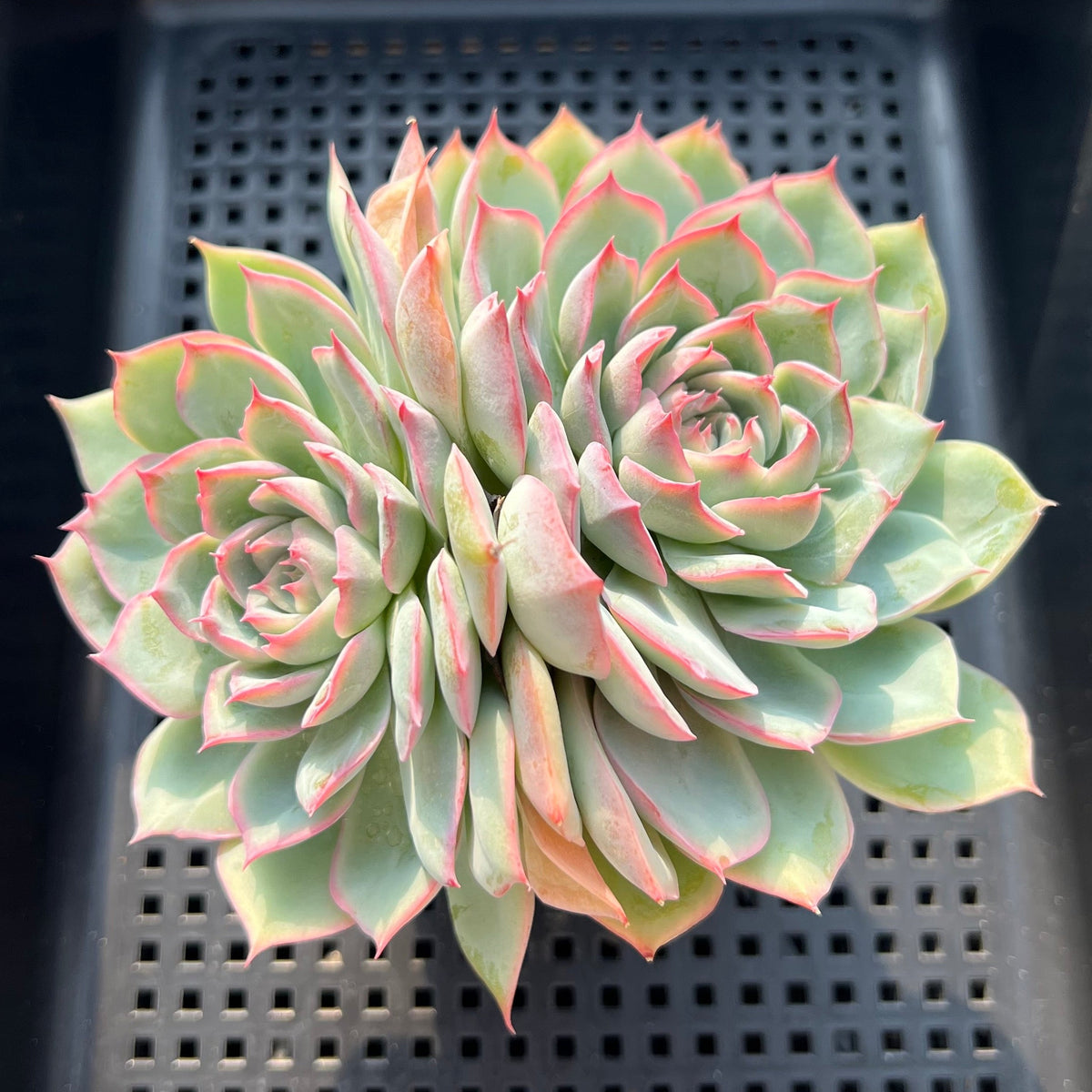 Echeveria 'Silhouette' 3"-4" Large Old Specimen Succulent Plant (Potted)